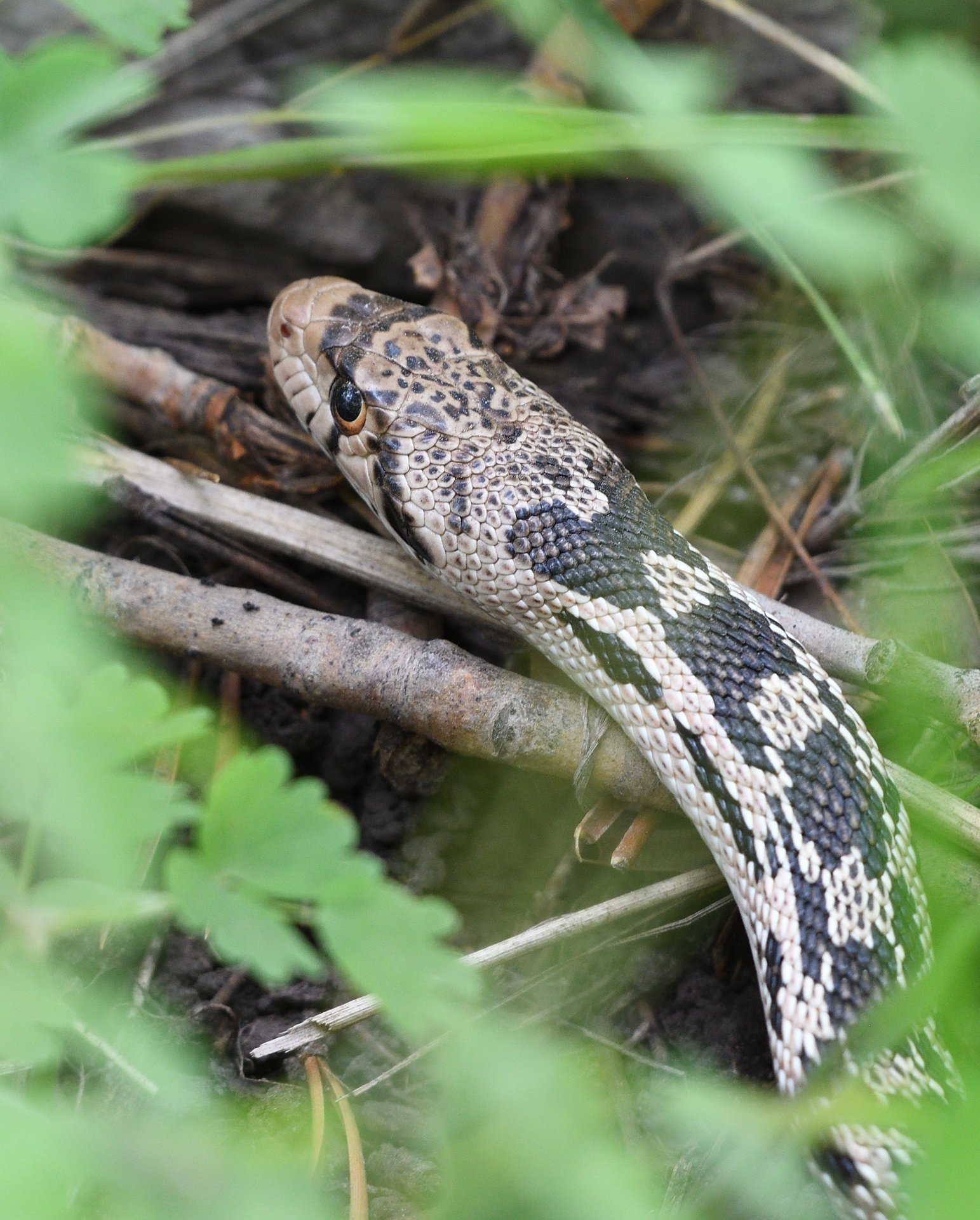 Gopher Snake